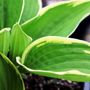 Hosta 'Francee'