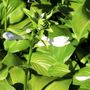 Hosta grandiflora