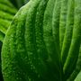 Hosta grandiflora