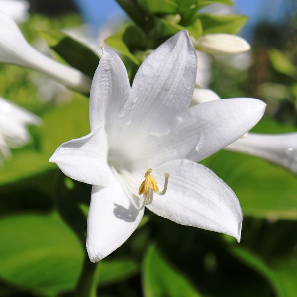 Hosta grandiflora