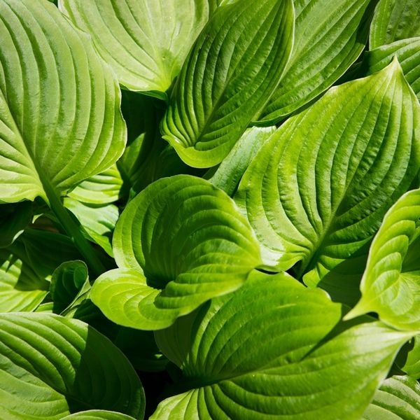 Hosta grandiflora