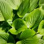 Hosta grandiflora