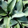 Hosta hybrid 'Halcyon'