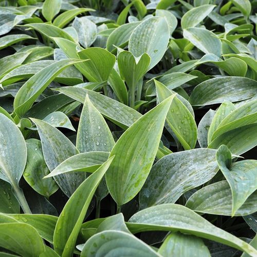 Hosta hybrid 'Halcyon'