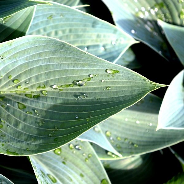 Hosta hybrid 'Halcyon'