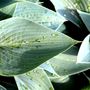 Hosta hybrid 'Halcyon'