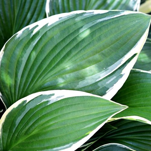 Hosta hybrid 'Minuteman'