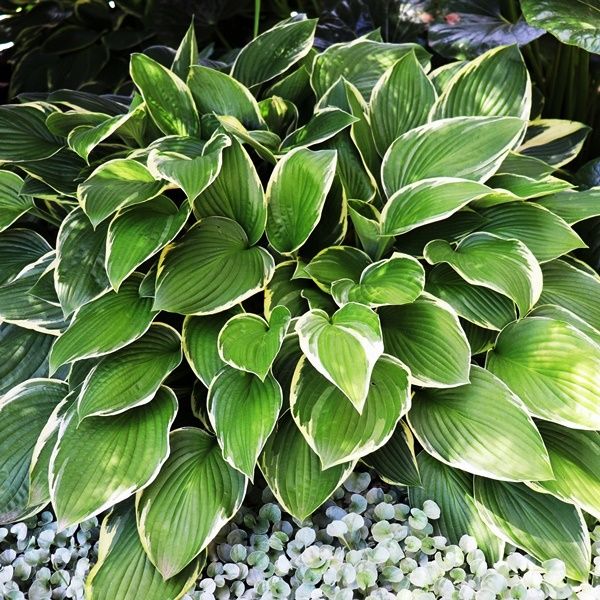 Hosta hybrid 'Minuteman'