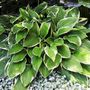 Hosta hybrid 'Minuteman'