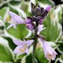 Hosta hybrid 'Minuteman'