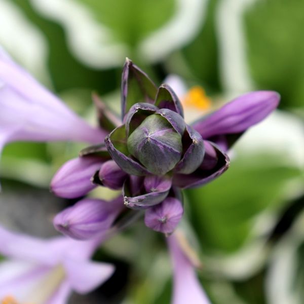 Hosta hybrid 'Minuteman'