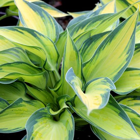 Hosta hybrid 'Halcyon' - Warners Nurseries