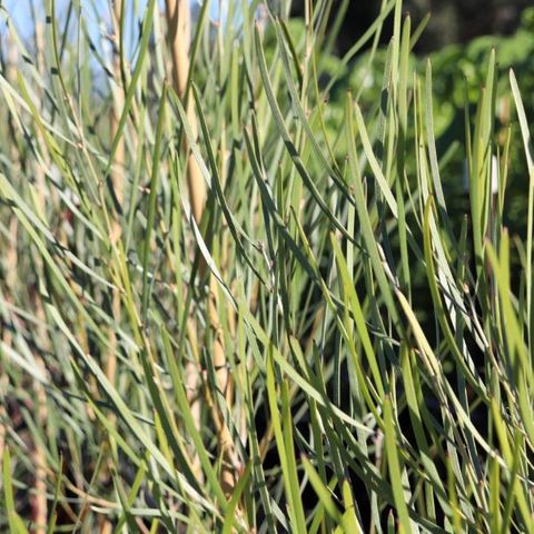 Hakea francisiana 'Intensity'