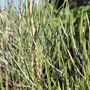 Hakea francisiana 'Intensity'