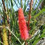 Hakea francisiana 'Intensity'