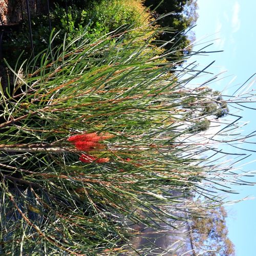 Hakea francisiana 'Intensity'