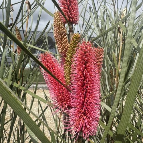 Hakea francisiana 'Intensity'