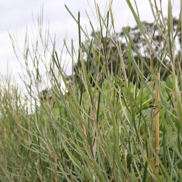 Hakea francisiana 'Intensity'