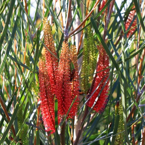 Hakea francisiana 'Intensity'
