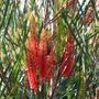 Hakea francisiana 'Intensity'