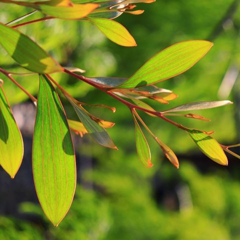 Hakea laurina