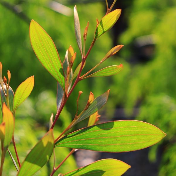 Hakea laurina