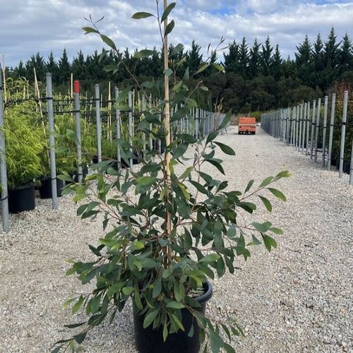 Hakea laurina