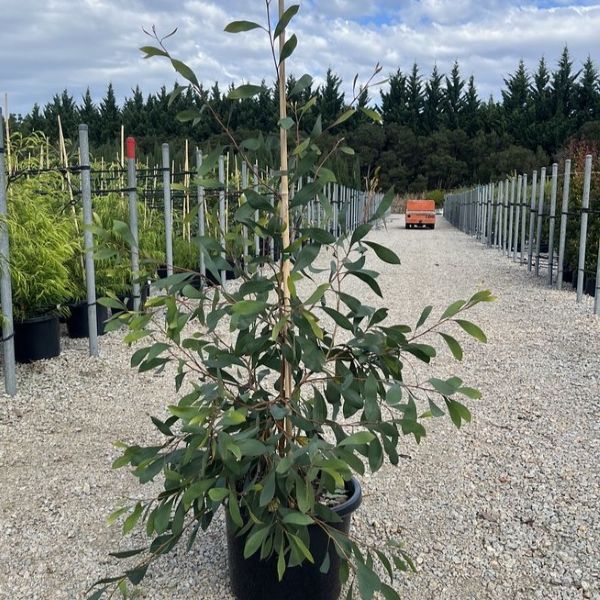 Hakea laurina