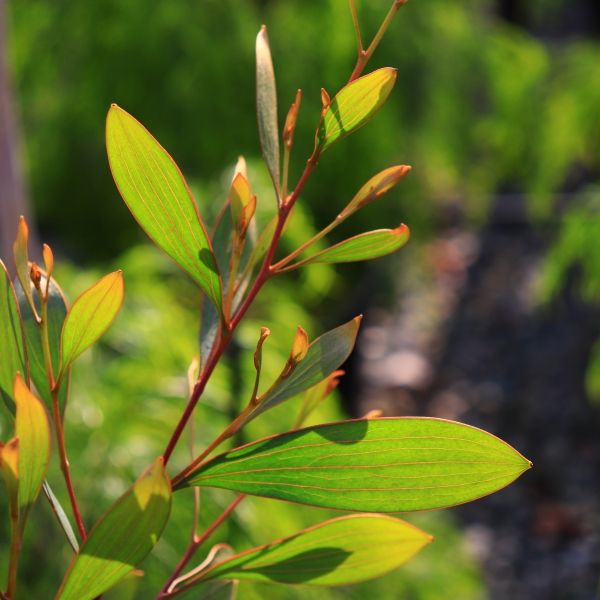 Hakea laurina