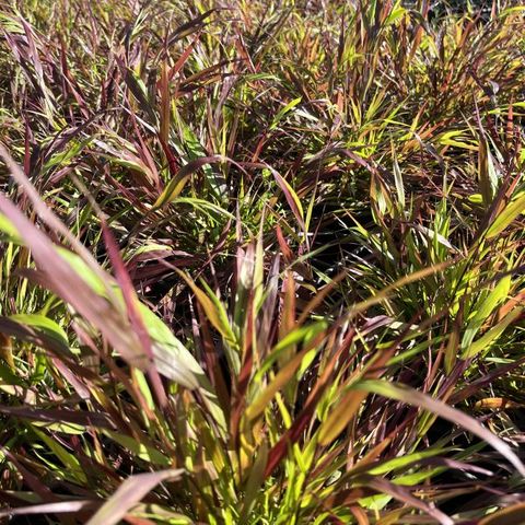 Hakonechloa macra 'Beni Kaze'