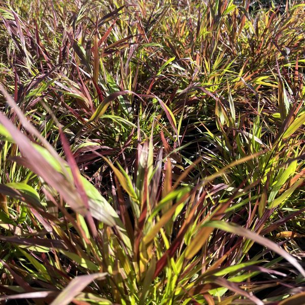 Hakonechloa macra 'Beni Kaze'
