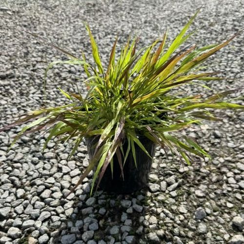Hakonechloa macra 'Beni Kaze'