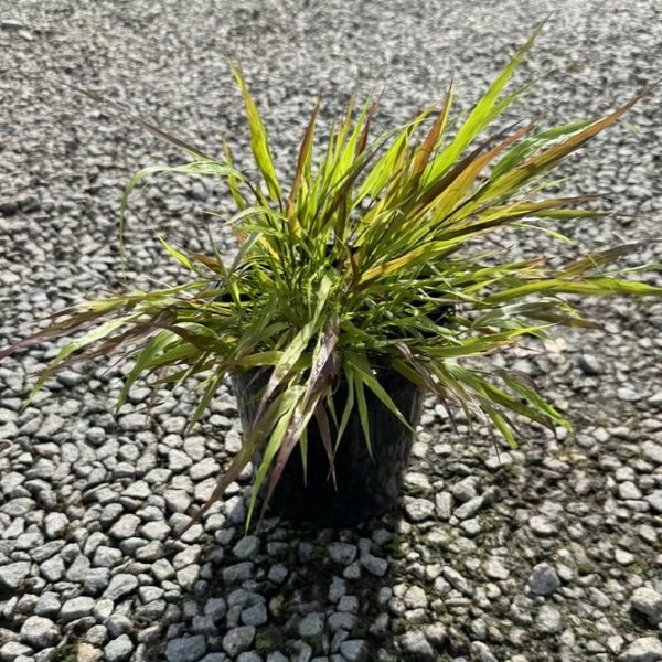Hakonechloa macra 'Beni Kaze'
