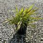 Hakonechloa macra 'Beni Kaze'