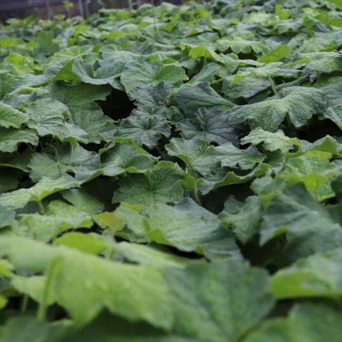 Heuchera villosa 'Autumn Bride'