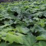 Heuchera villosa 'Autumn Bride'