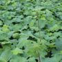 Heuchera villosa 'Autumn Bride'