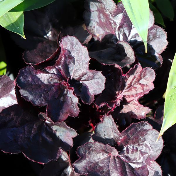 Heuchera 'Black Forest Cake'