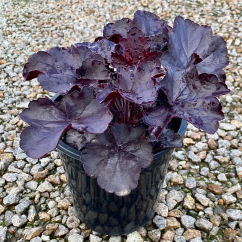 Heuchera 'Black Forest Cake'