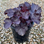 Heuchera 'Black Forest Cake'