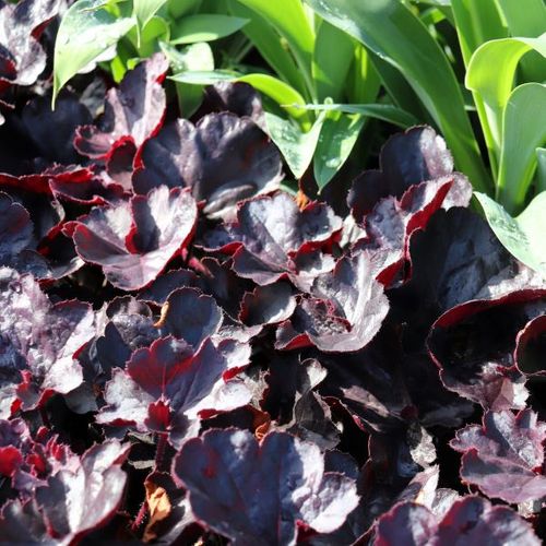 Heuchera 'Black Forest Cake'