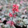 Heuchera 'Black Forest Cake'