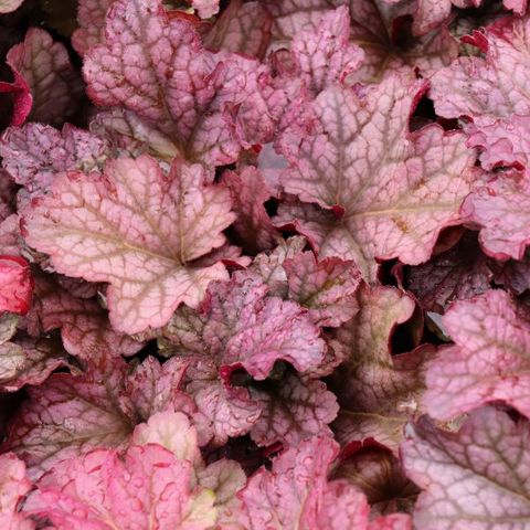 Heuchera hybrid 'Berry Smoothie' pbr