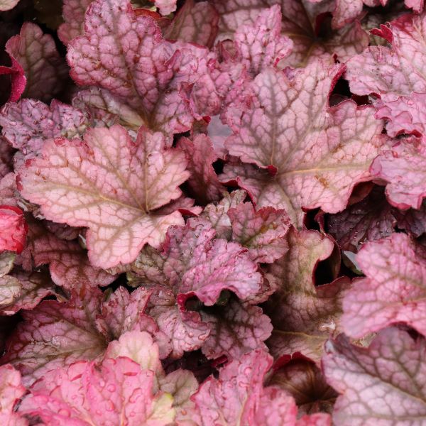 Heuchera hybrid 'Berry Smoothie' pbr