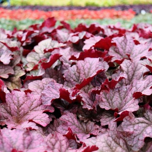 Heuchera hybrid 'Berry Smoothie' pbr