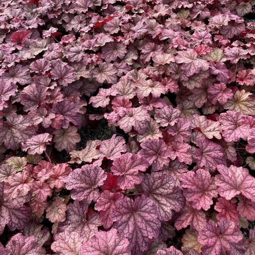 Heuchera hybrid 'Berry Smoothie' pbr