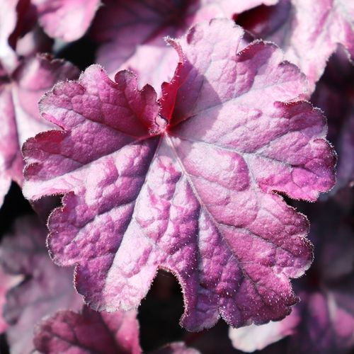 Heuchera hybrid 'Forever Purple'