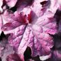 Heuchera hybrid 'Forever Purple'