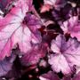 Heuchera hybrid 'Forever Purple'