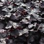 Heuchera hybrid 'Obsidian' pbr